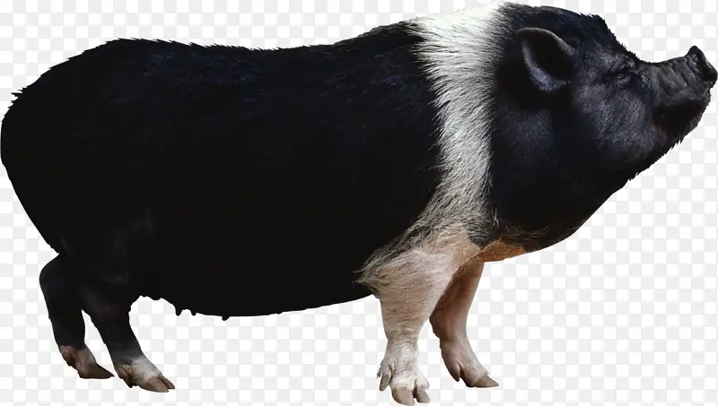 猪 八戒 家猪  黑猪 动物合集