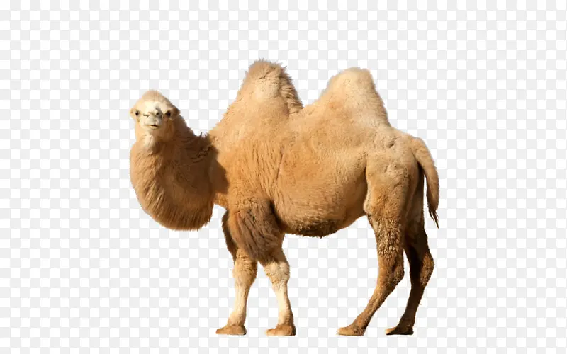 沙漠骆驼元素