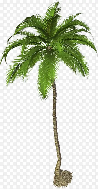 椰子树素材图