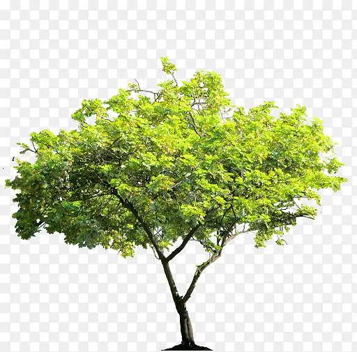 关于树的各种素材2