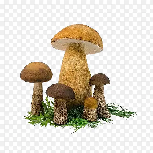 小雨伞蘑菇，蘑菇场景