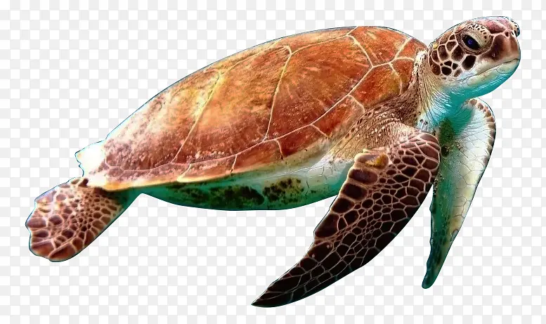 乌龟 海龟 游泳龟