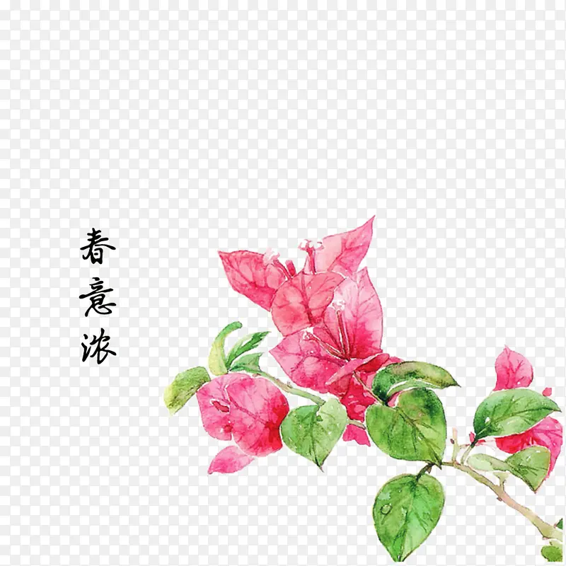 春意浓 三角梅