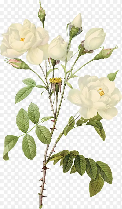 一束白玫瑰PNG图片