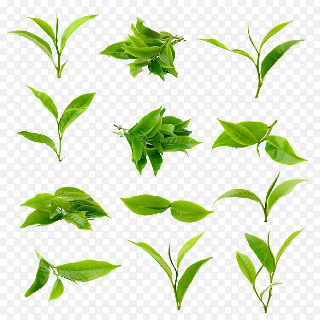 茶树茶芽茶叶