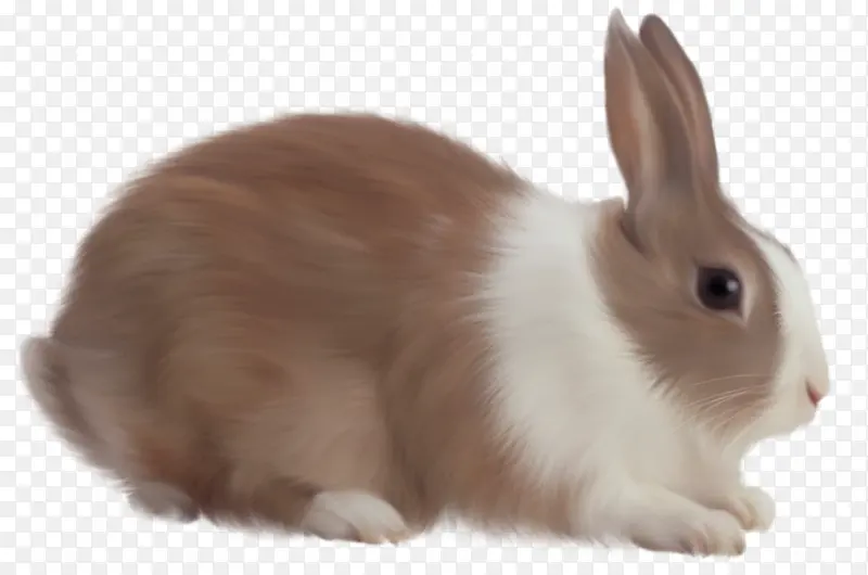 高清PNG兔子动物图片3