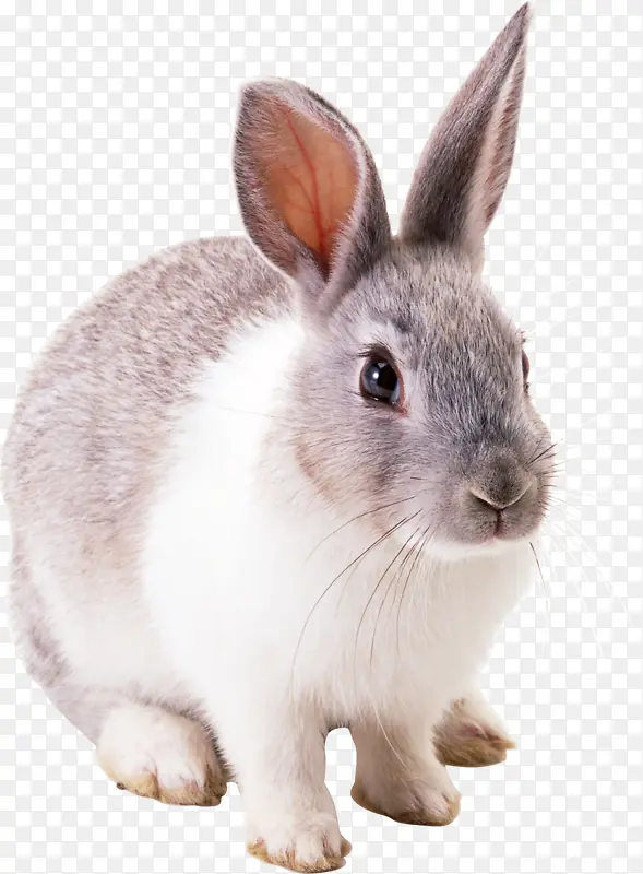 高清PNG兔子动物图片5
