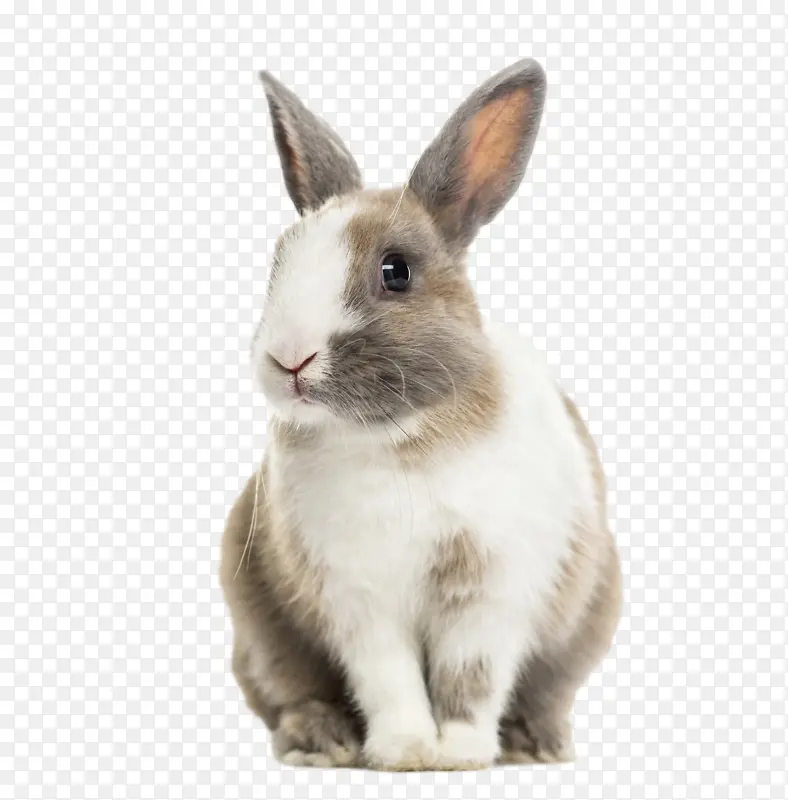 一只兔子透明图