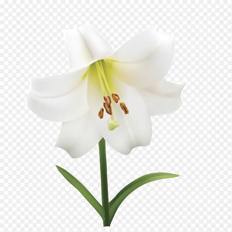 白色美丽的百合花