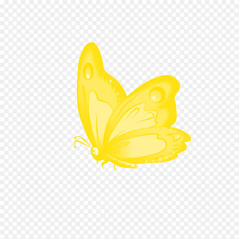 漂亮的黄色蝴蝶