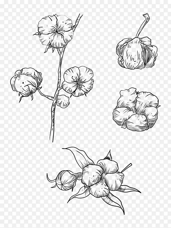 棉花线稿植物手绘