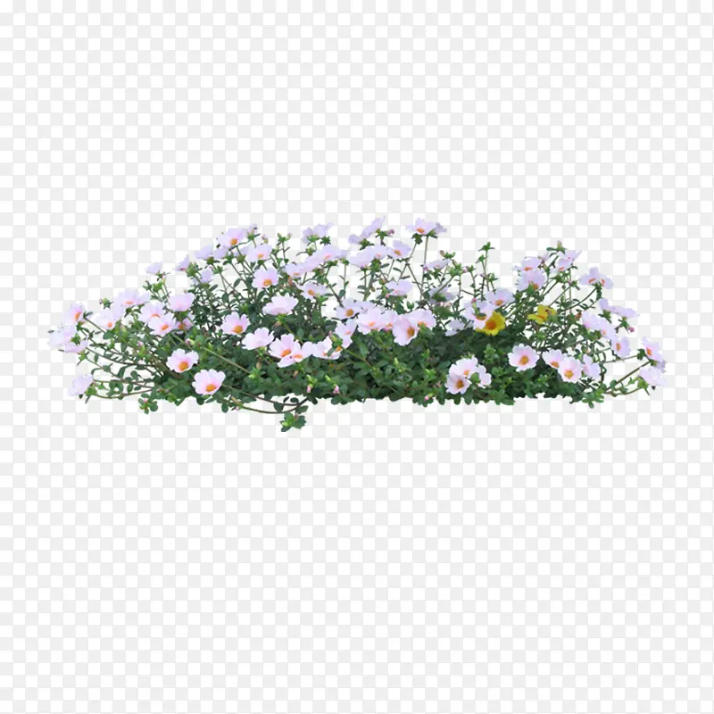 白色菊花花卉