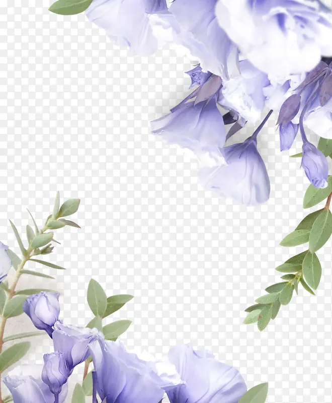 紫色鲜花树叶花卉
