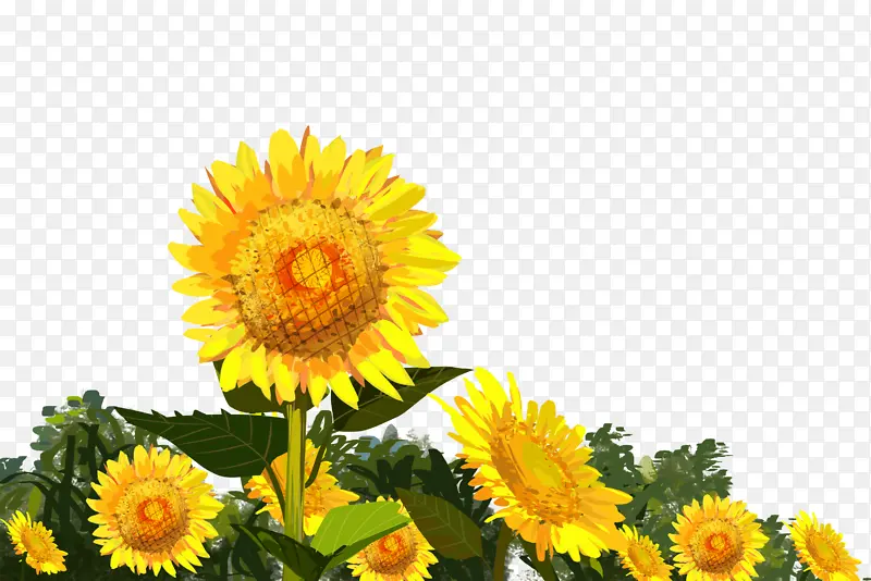 黄色手绘太阳花向日葵鲜花树叶