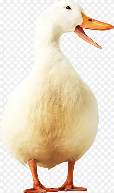 可爱的鸭子白色