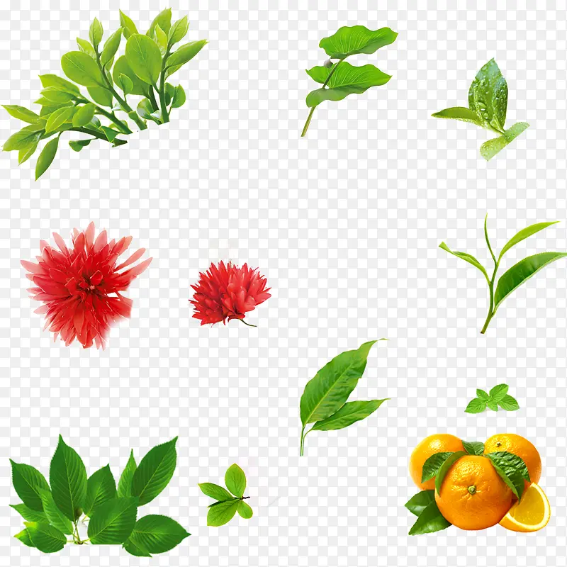 花，花圈，植物，绿色，橘子