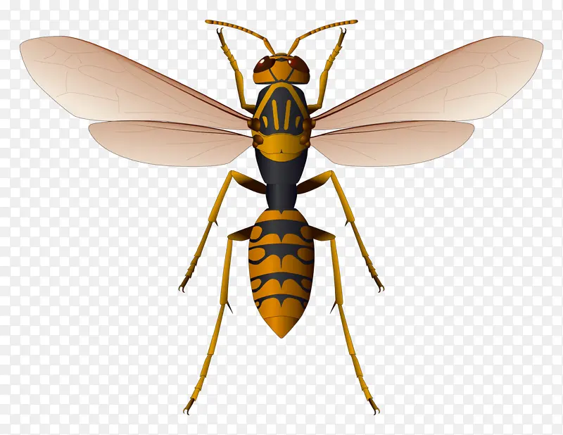 蜜蜂PNG图片