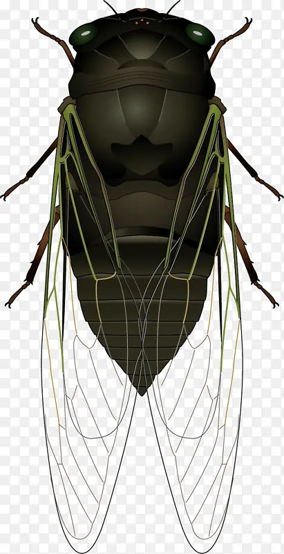 昆虫蝉PNG图片