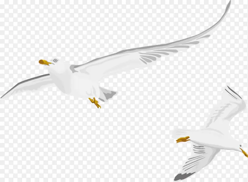 动物 手绘 海鸥 候鸟