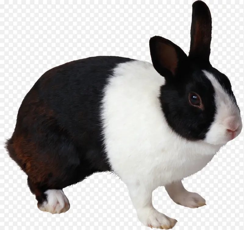 高清PNG兔子动物图片