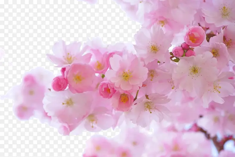 美丽的粉色唯美樱花