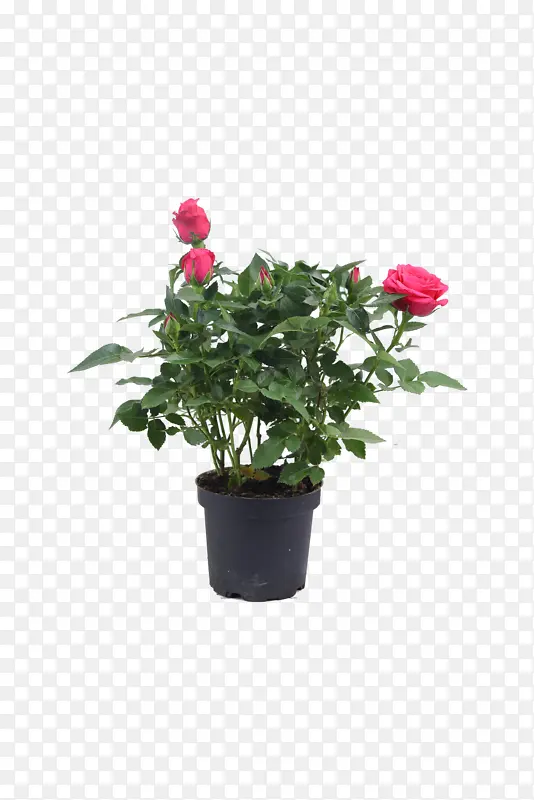 植物/鲜花盆栽/红色玫瑰花盆栽