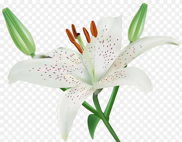 白色百合高清植物图片