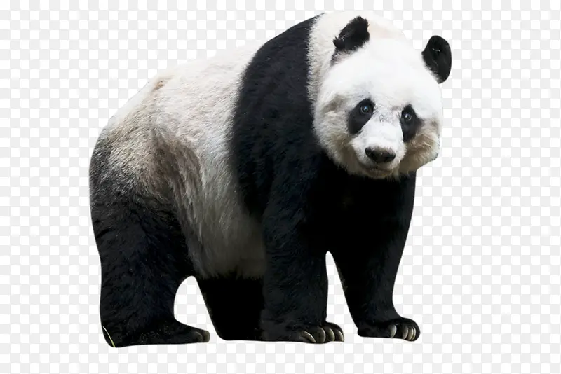 动物国宝行走的大熊猫PANDA
