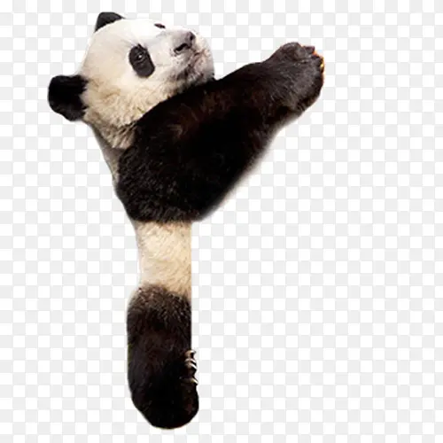 攀爬的大熊猫