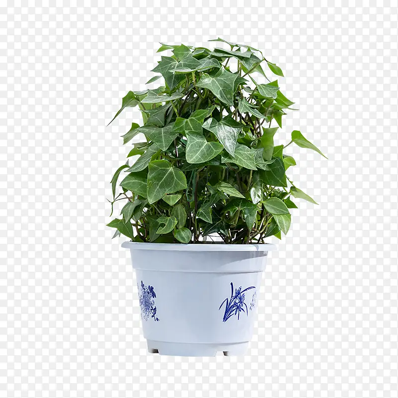绿植塑料盆常春藤