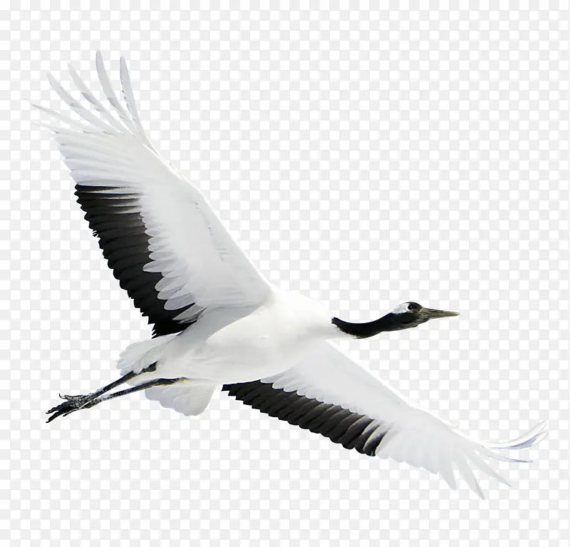 白鹤白色动物鸟