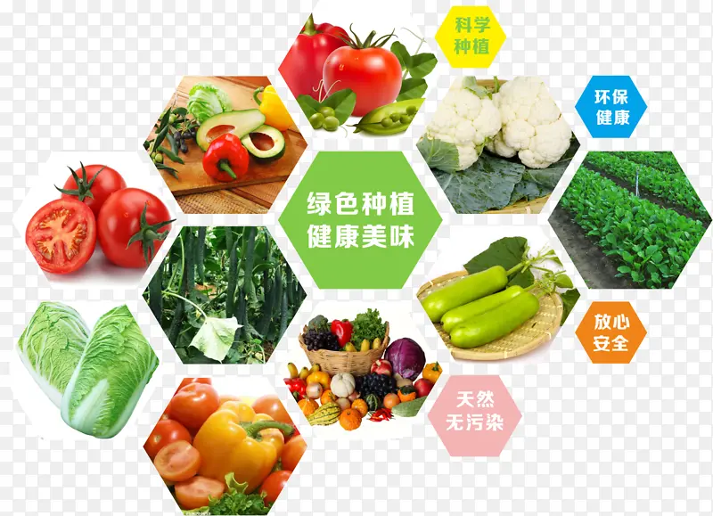 农村合作社蔬菜种植海报元素