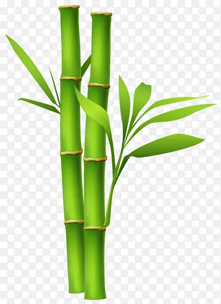 高清绿色竹子图片1