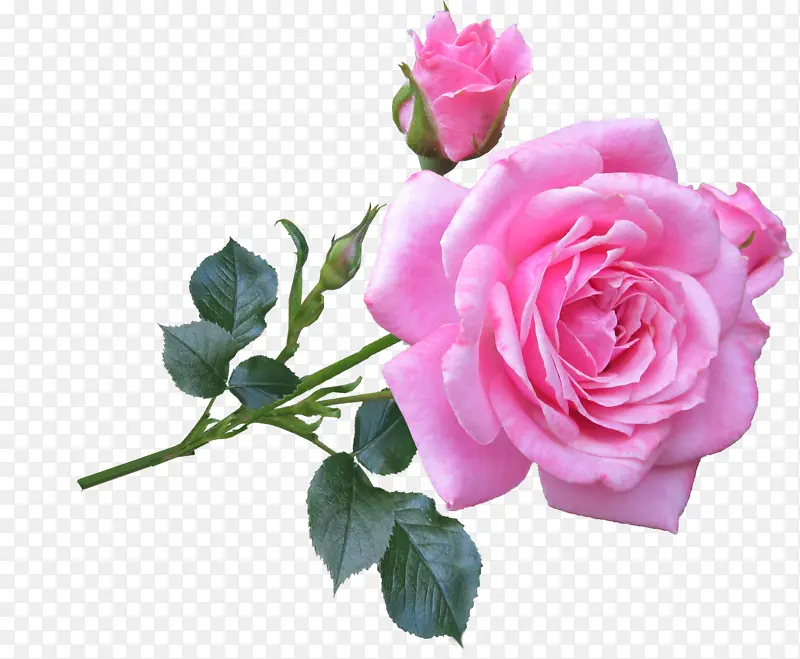 一枝粉色玫瑰七夕情人节素材