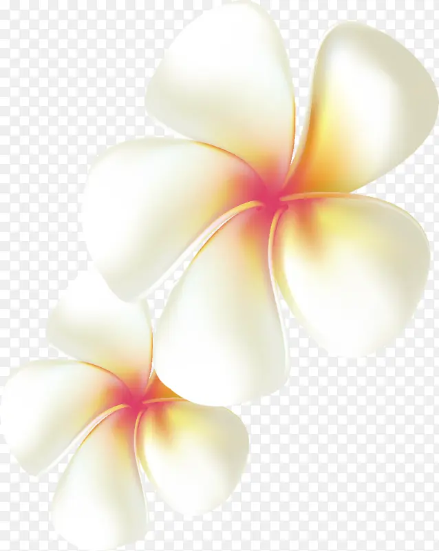 白色丁香花花朵