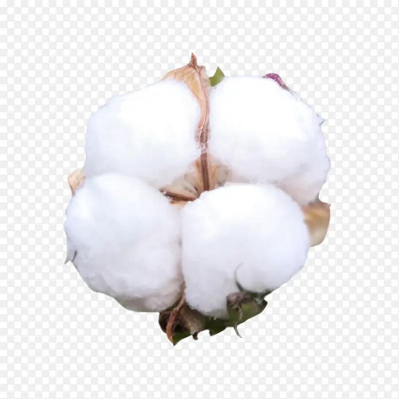 棉花（2000×2000）