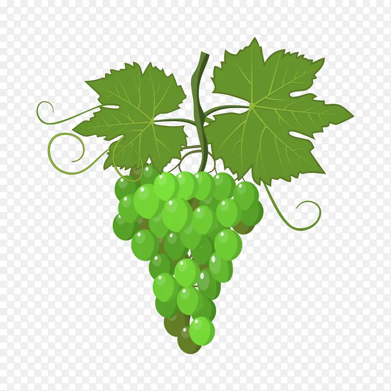 手绘绿色的葡萄