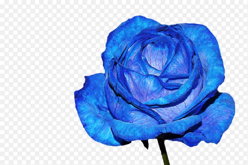 一朵蓝色玫瑰