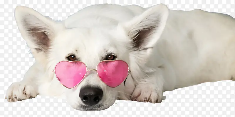 狗狗白色的狗戴眼镜的狗