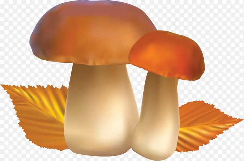 蘑菇 真菌
