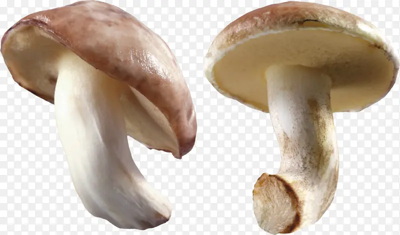 蘑菇 真菌 有毒