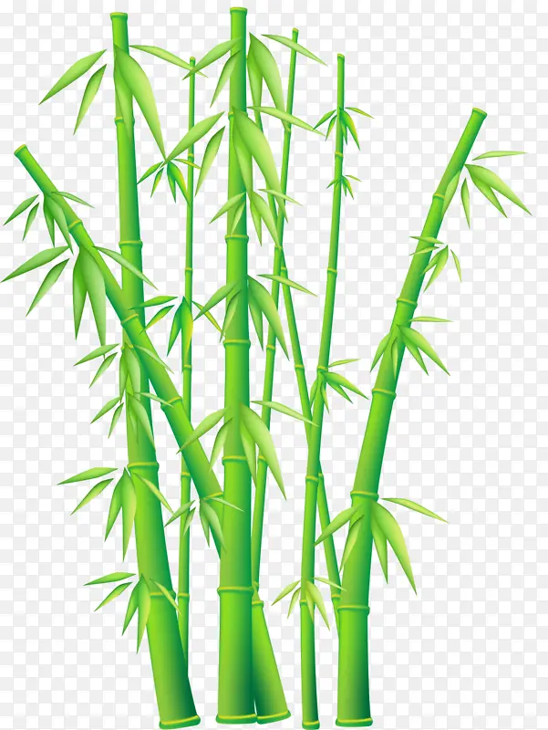 竹子 竹叶 竹林 绿色