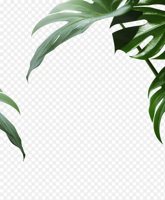 绿色装饰植物