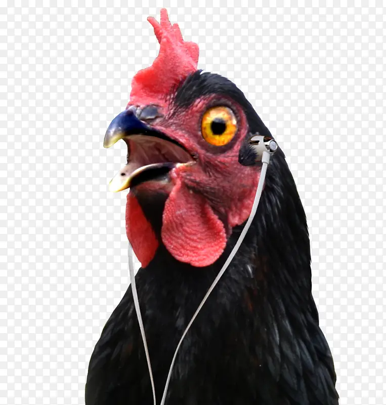 一只戴耳机的鸡
