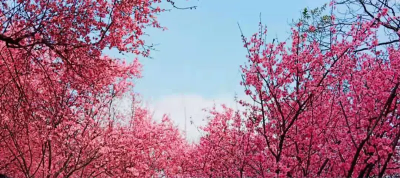 美丽浪漫的樱花