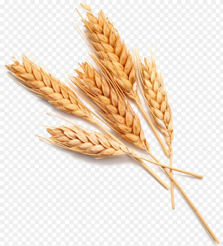小麦粮食主食面食素材