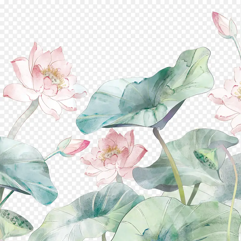 荷花手绘彩色