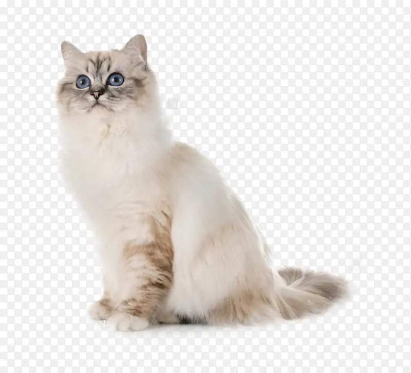 一只灰白色的布偶猫咪免扣