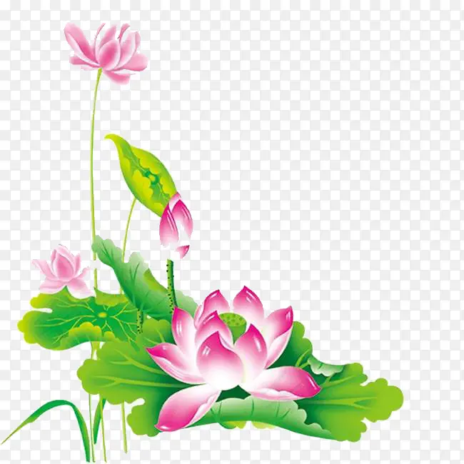 荷花 莲花 彩色
