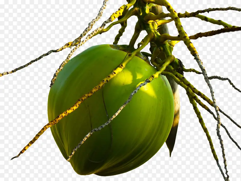 热带水果椰子素材